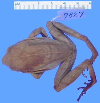 Media type: image; Herpetology A-7827